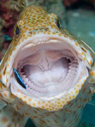 Honeycomb cod and cleaner wrasse. Canon 20D, Canon 100mm ... by Kristin Anderson 